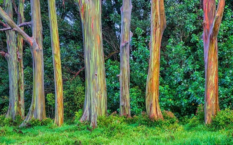 Hutan Pelangi